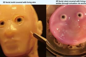 Robots get a 'living skin' makeover thanks to researchers in Japan. Photo by 2024 Takeuchi et al. CC-BY-ND / 